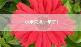 小米来汉一年了！